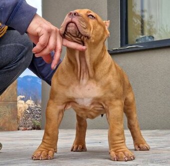 American bully xl