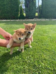 Shiba inu - 1