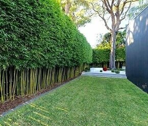 2-6 metrové bambusy na živý plot