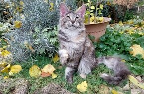 Mainska myvalia, Mainne coon,Mco