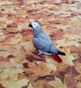 Žako kongo (Psittacus erithacus) – 6 ročná samička na predaj