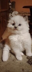 Ragdoll kocurik-blue mitted k odberu