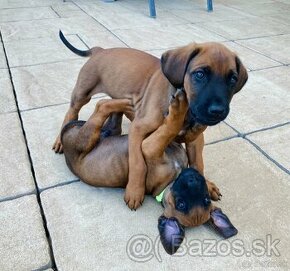 Rhodesian Ridgeback