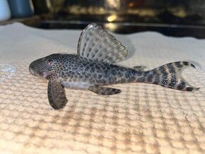 Pleco Hypostomus Plecostomoides