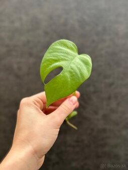 Monstera minima 1