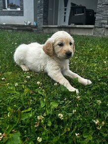 Zlaty retriever