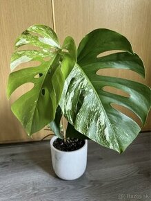 monstera albo