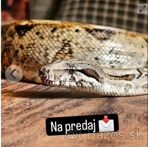 Boa constrictor imperator - veľhad