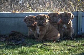 Dogue de Bordeaux, Bordeauxska doga, Bordo doga