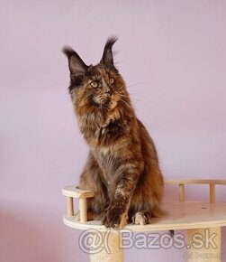 Maine Coon s PP