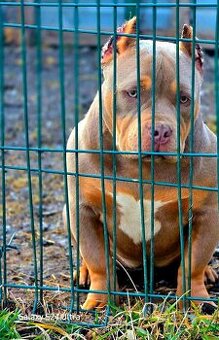 American Bully