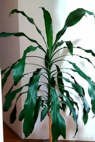 DRACENA