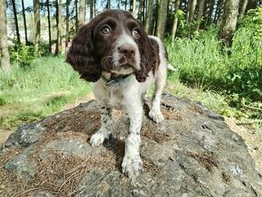 Springer spaniel fenka