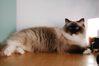 Ragdoll mačiatka