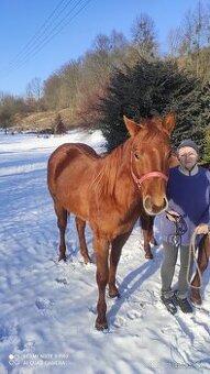 Quarter horse žrebček