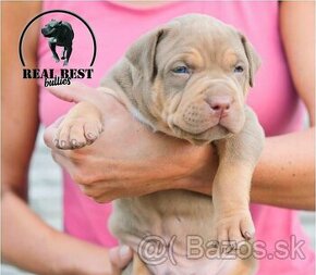 American bully