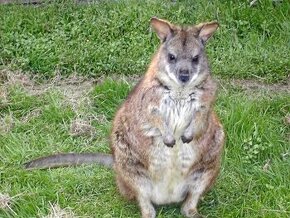 PARMA WALLABY kengura(klokan)