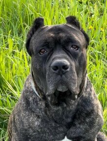 BANDOG,BANDOGGEE MASTIFF,AMERICAN BANDOG MASTIFF NA KRYTIE - 1