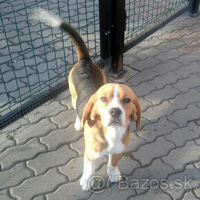 Predám čistokrvného bígla (bígl beagle)