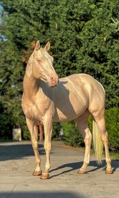 Pripúšťanie žrebcom Quarter Horse