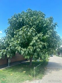 Paulovnia plstnatá (Paulownia tomentosa)