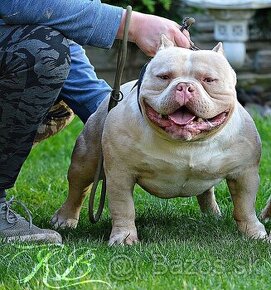 American bully