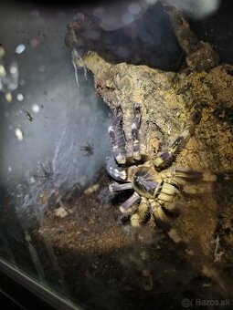 POECILOTHERIA SUBFUSCA LOWLAND