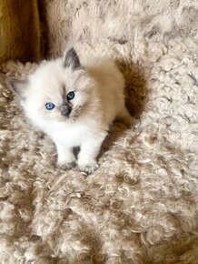 Ragdoll