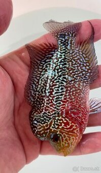 Flowerhorn samček č.2