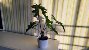 Alocasia Jacklyn