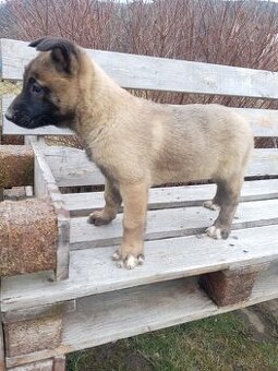 Belgický ovčiak malinois