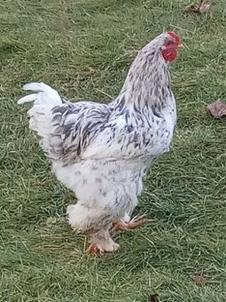 Brahmanka velka lavender