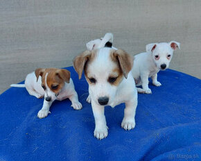 Jack Russell Teriér šteniatka