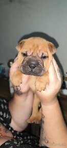 Sharpei predám