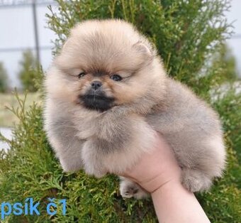 Pomeranian Boo