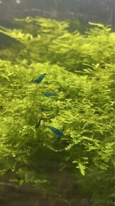 Blue Dream - Neocaridina davidi krevetky - 1 KS ZDARMA