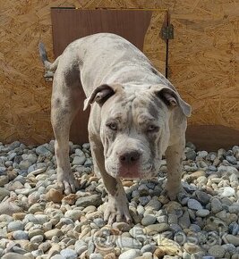 American Bully s PP