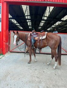 Predám kobylku quarter horse QH - 1