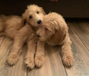 Goldendoodle