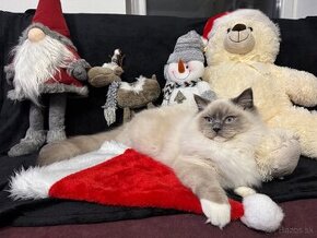 Mačiatko Ragdoll s PP - živý plyšák Caspian Snow Owls SK