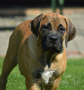 búrský buldok- boerboel