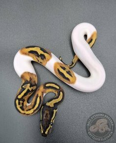 Piebald - Python Regius  - Ball Python