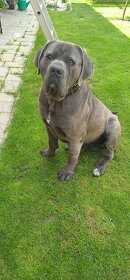 cane corso