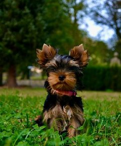 Yorkshire Terrier / Jorkšírský teriér / York / Jork - 1