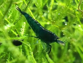 krevetky neocaridina topaz blue