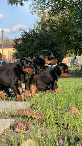 Šteniatka doberman