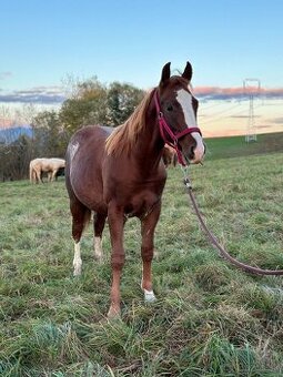 Valach  QH  pre začiatočníkov a deti