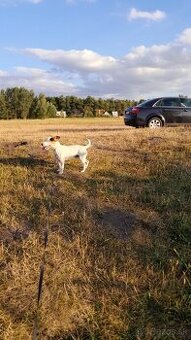 Jack russel terier