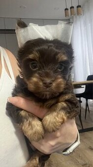 Yorkshire terrier