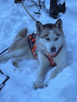 Sibírsky Husky mushing